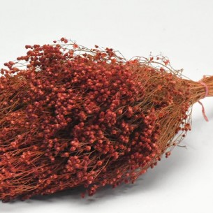 BROOM BLOOM ΜΠΟΡΝΤΟ 50cm 0924005