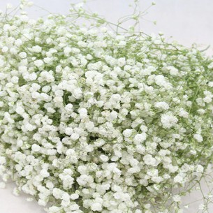 GYPSOPHILA 100gr ΛΕΥΚΑΜΕΝΟ 35cm 0944030