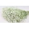 GYPSOPHILA 100gr ΛΕΥΚΑΜΕΝΟ 35cm 0944030