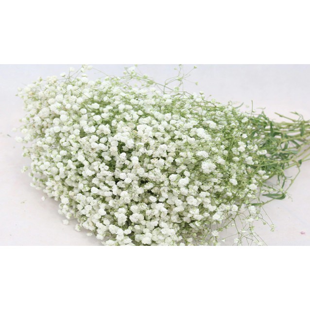 GYPSOPHILA 100gr ΛΕΥΚΑΜΕΝΟ 35cm 0944030