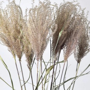 MISCANTHUS 70cm 0958300