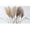 MISCANTHUS 70cm 0958300