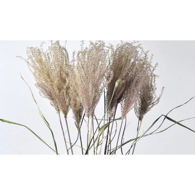 MISCANTHUS 70cm 0958300