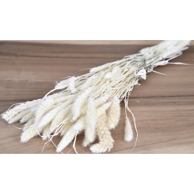 SETARIA ΛΕΥΚΑΜΕΝΟ 100gr 65cm 0970930