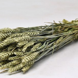 TRITICUM ΦΥΣΙΚΟ 70cm 0977500