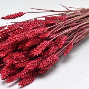 TRITICUM COLOR 70cm ΚΟΚΚΙΝΟ 0977505