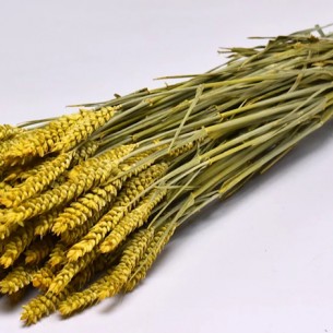 TRITICUM COLOR 70cm ΚΙΤΡΙΝΟ 0977509