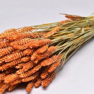 TRITICUM COLOR 70cm ΠΟΡΤΟΚΑΛΙ 0977529